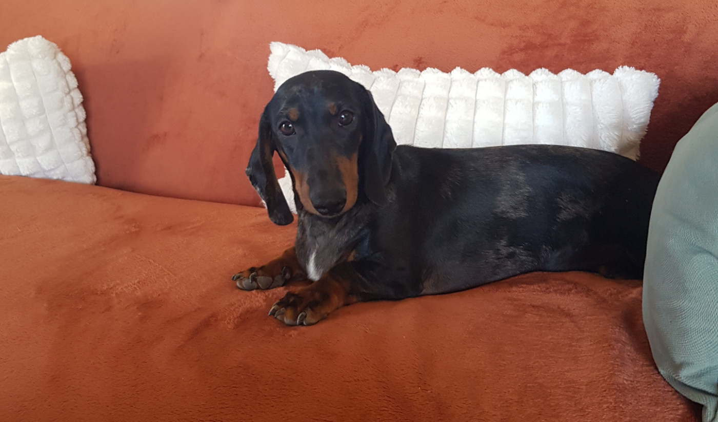 Du Clos De Pandore - Chiots disponibles - Teckel poil ras